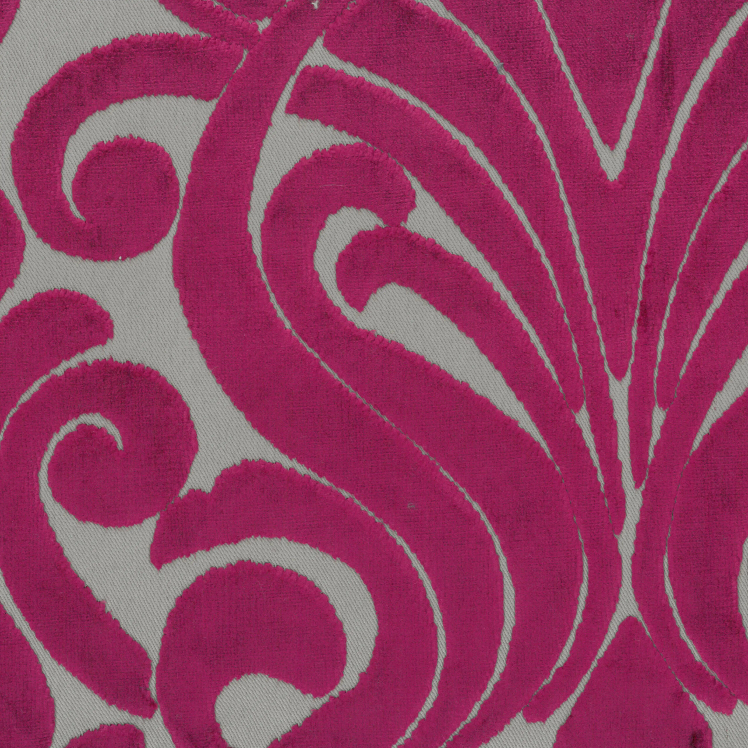 Fuchsia 12 | Armando