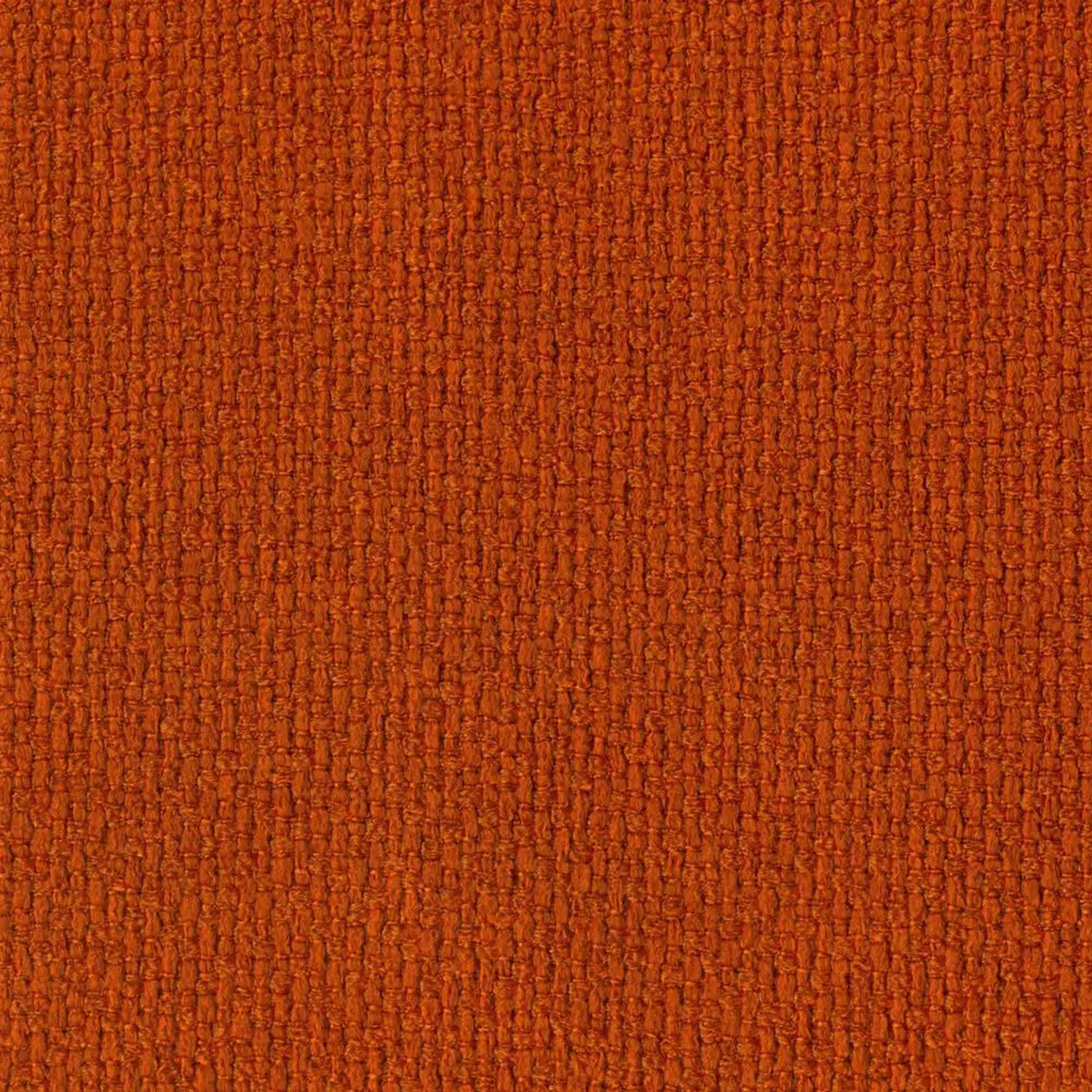 Carrot 301 | Barolo
