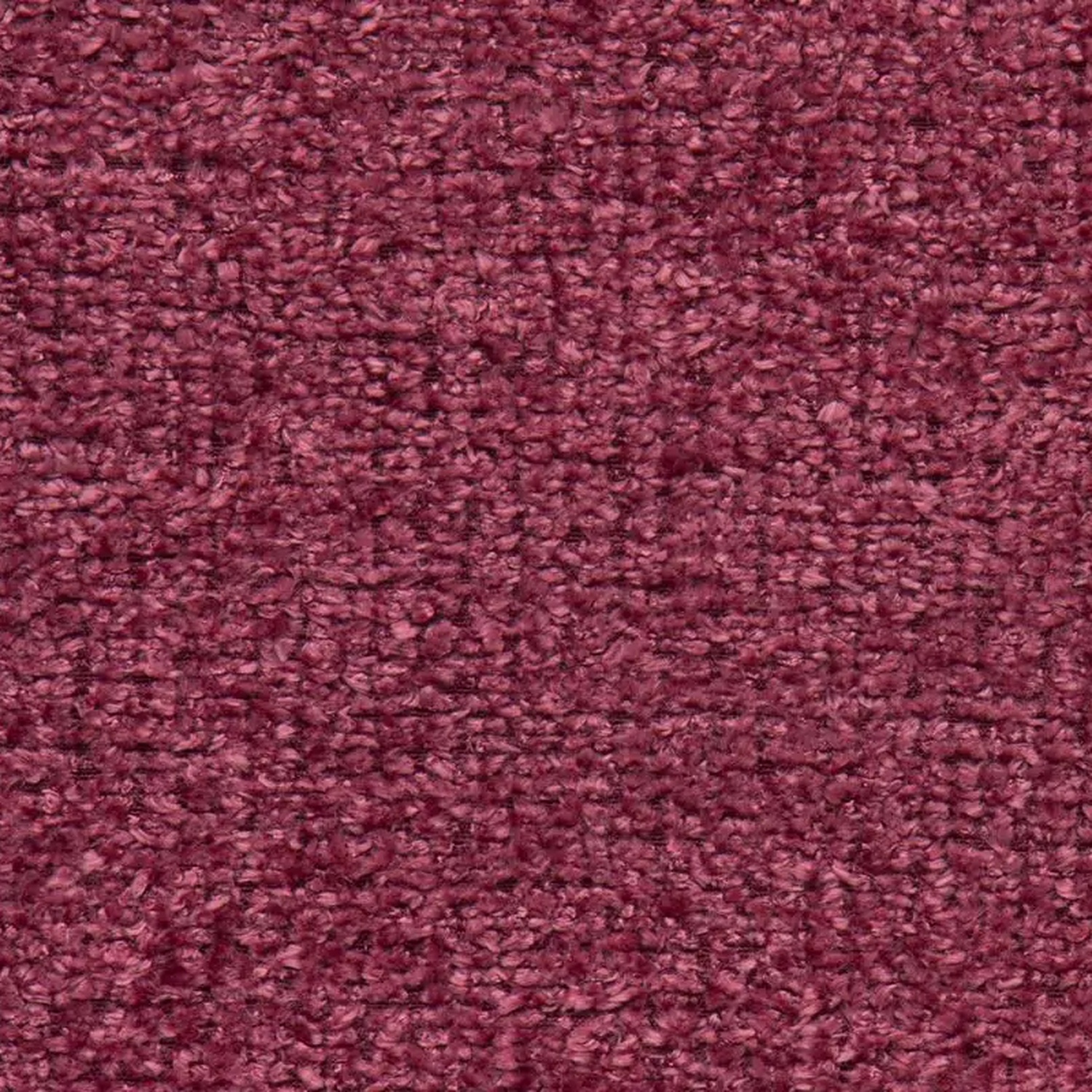 Orchid 34 | Breve
