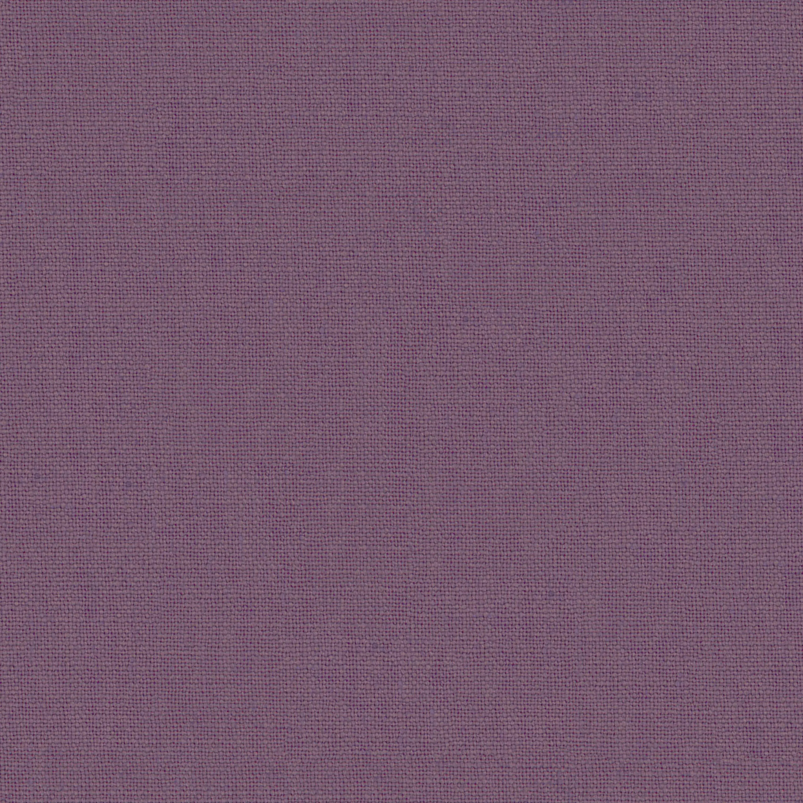 Crocus 27 | Canva