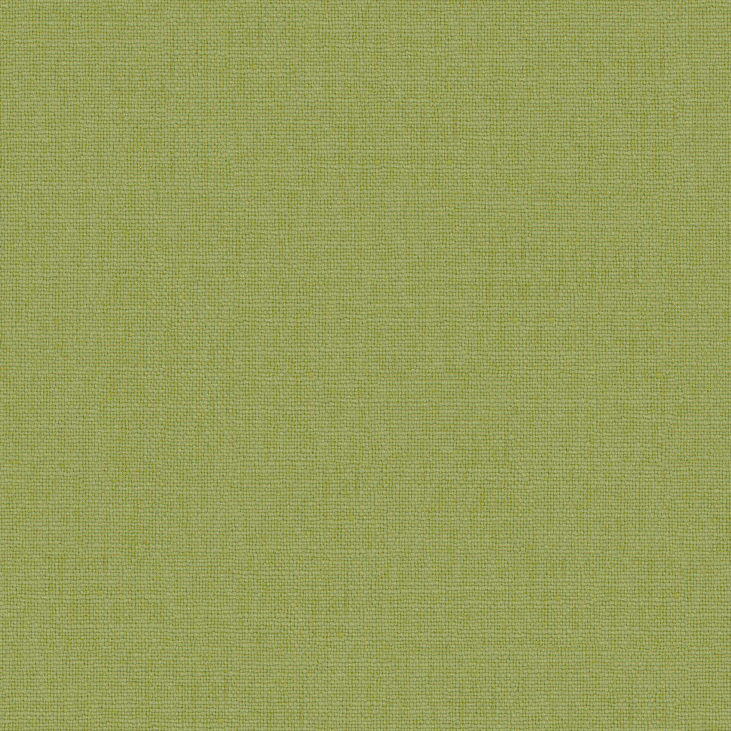 Fern 33 | Canva