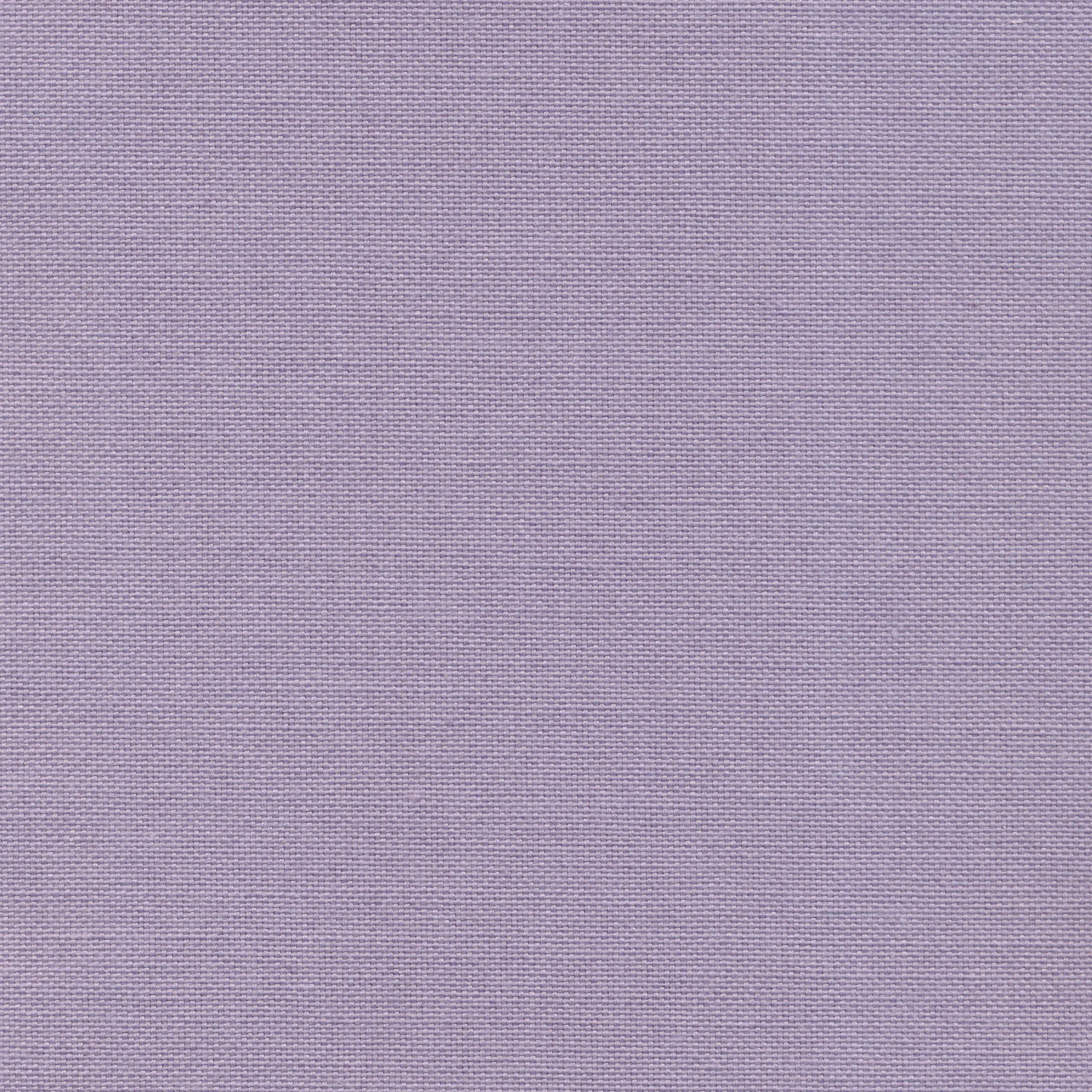 Orchid 54 | Carla