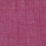 Wild Aster 843 | Delicate