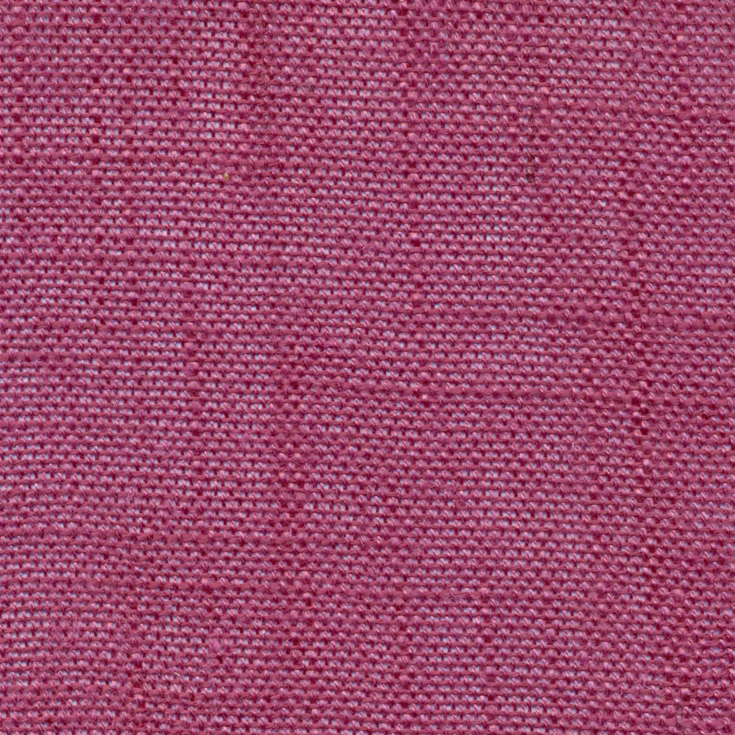 Wild Aster 843 | Delicate