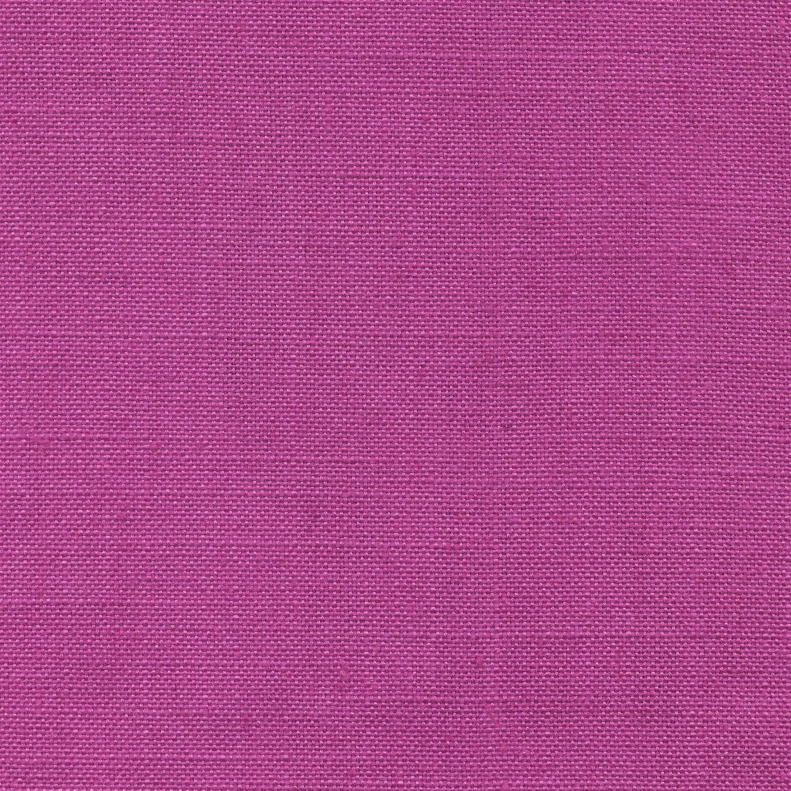Wild Aster 843 | Delight