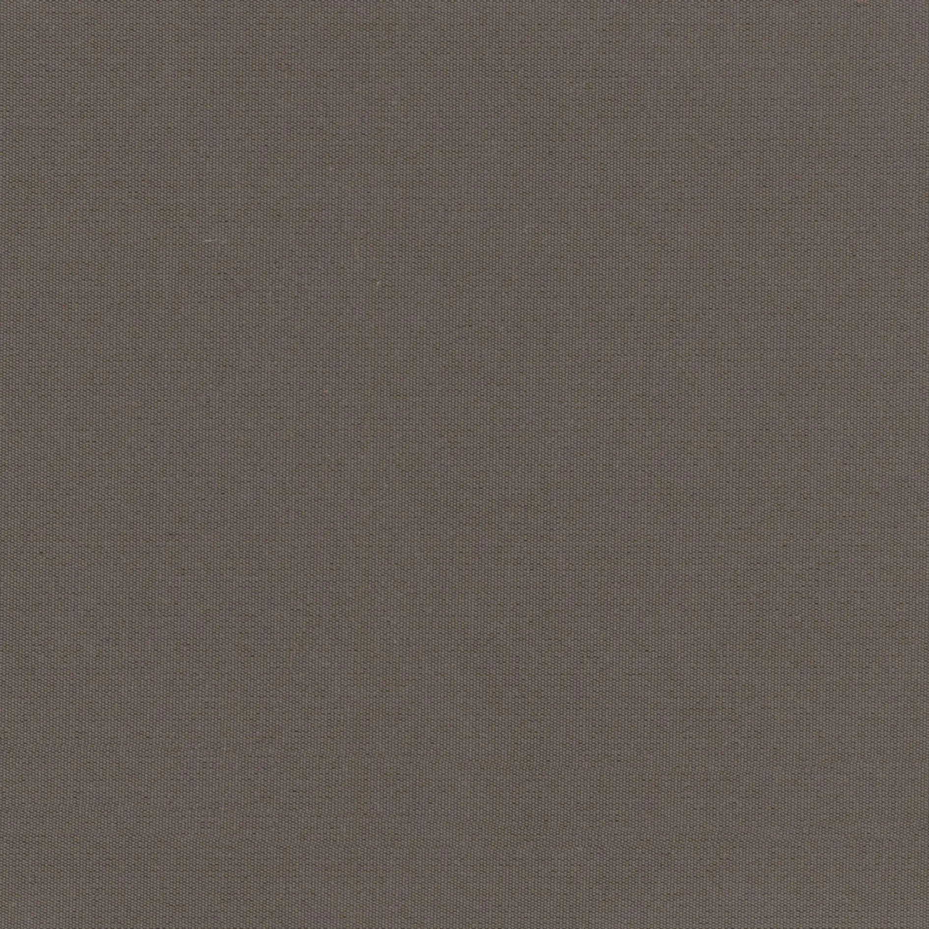 Lark 55 | Despina