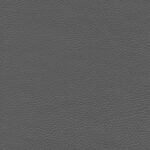 Souris 04 | Ginkgo