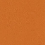 Citrouille 15 | Ginkgo