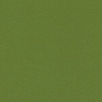Amande 20 | Ginkgo