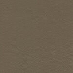 Terre 48 | Ginkgo