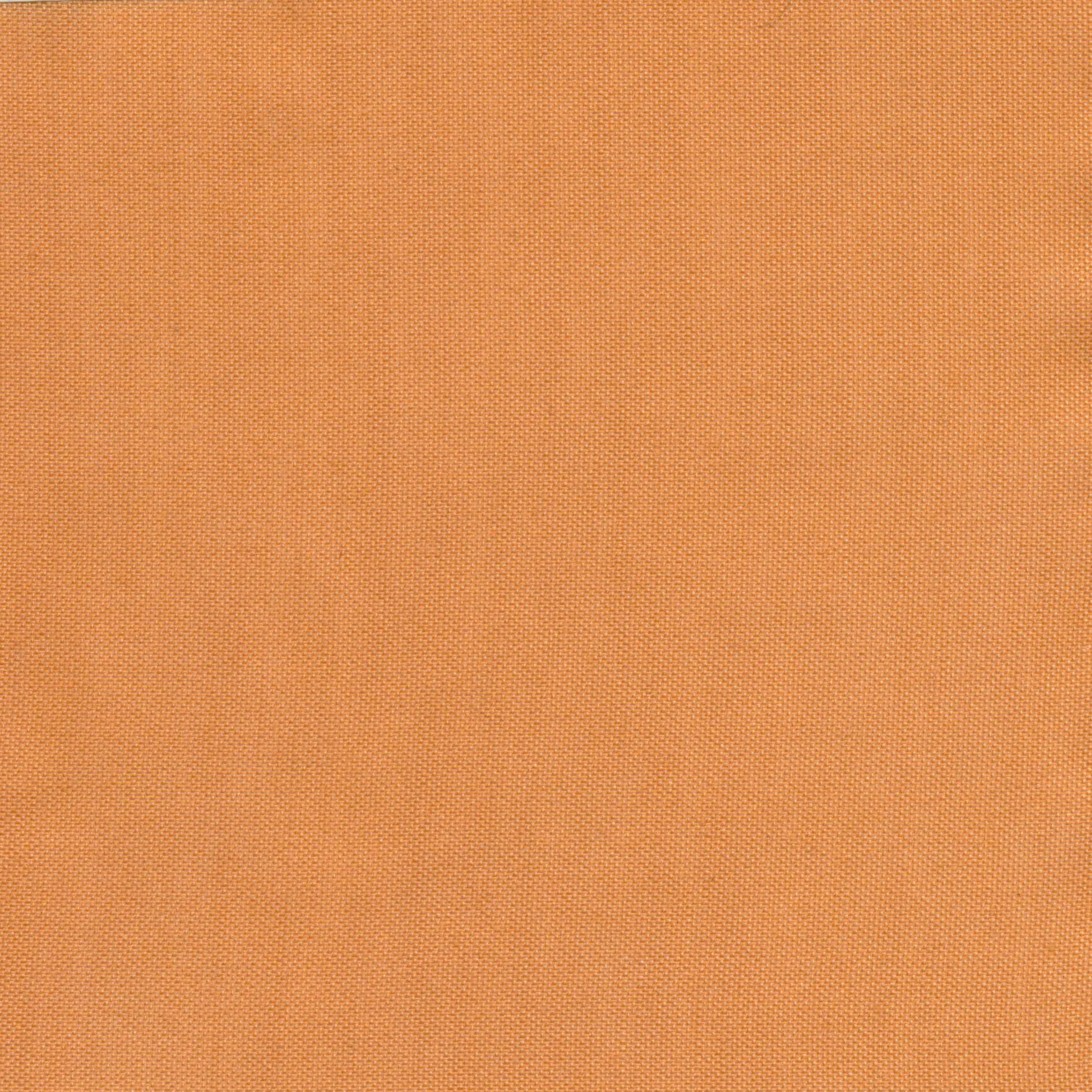 Apricot 11 | Ilaria