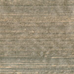 Mushroom 16 | Indian Silk