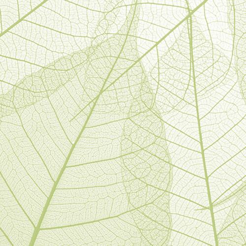 C1V1 | Leaves