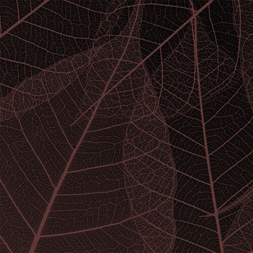 C1V3 | Leaves