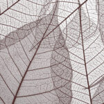 C1V4 | Jacquard Woven (Digital Print)