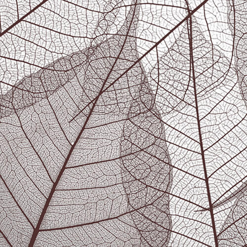 C1V4 | Leaves