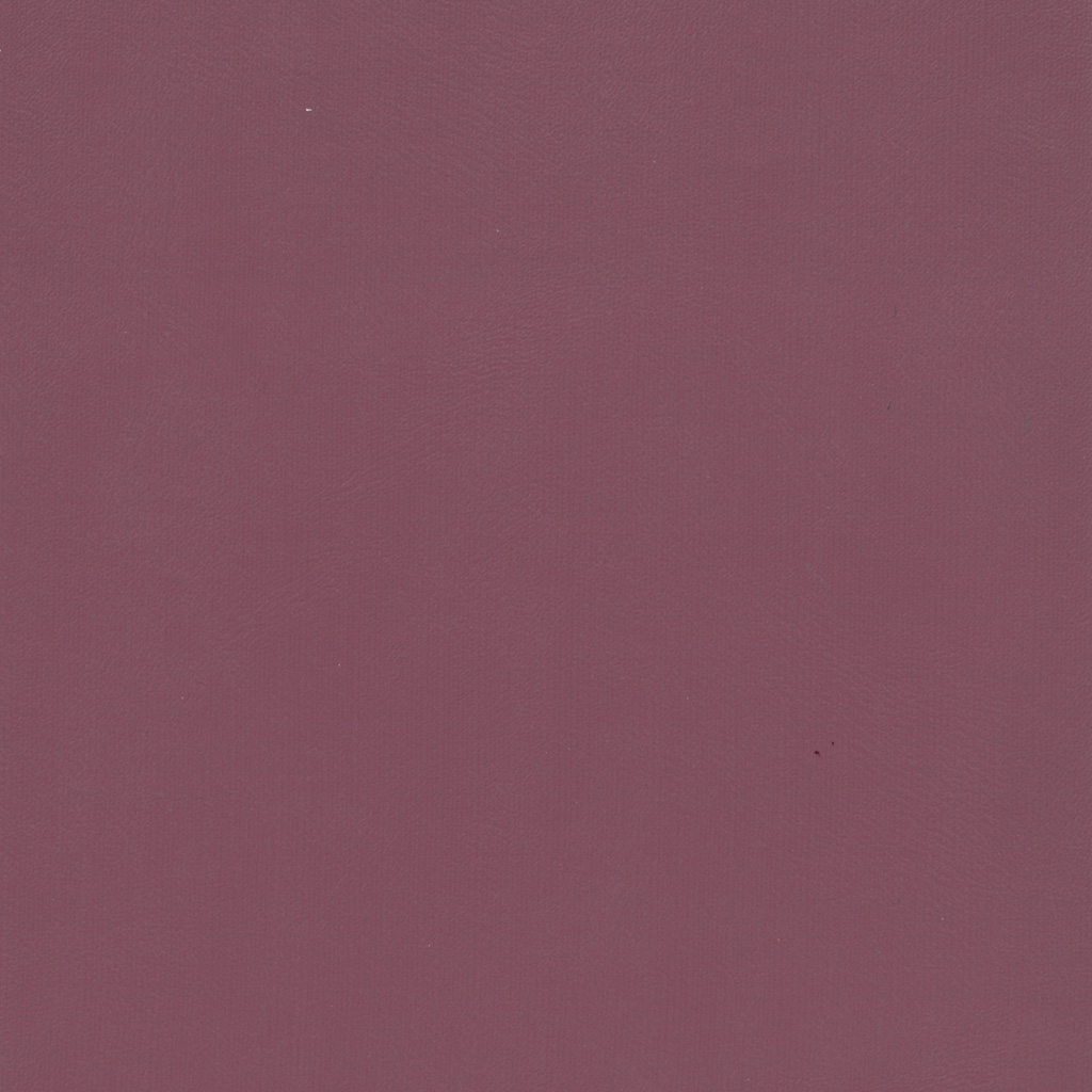 Orchidée | Comete