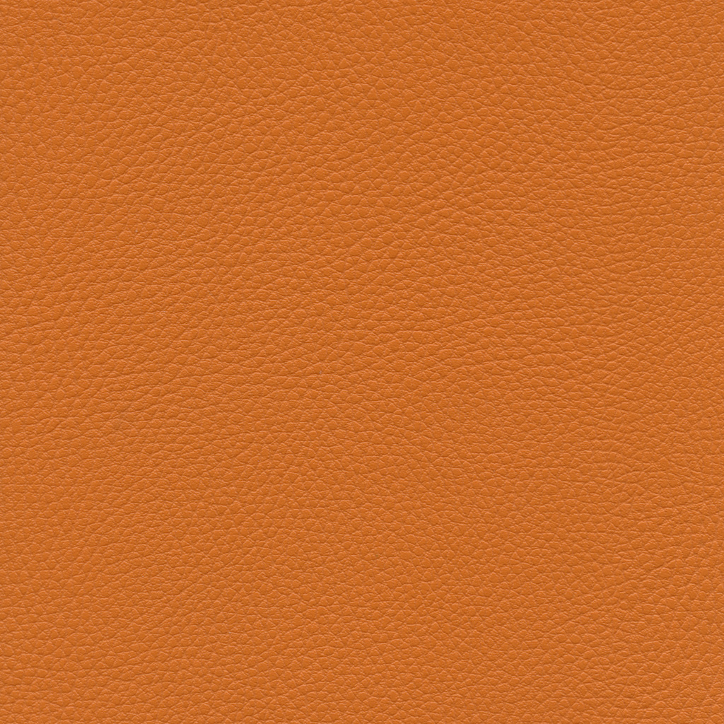 Citrouille | Ginkgo