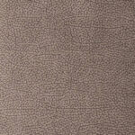 Taupe | Pegasus