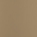 Light Camel | Chronus