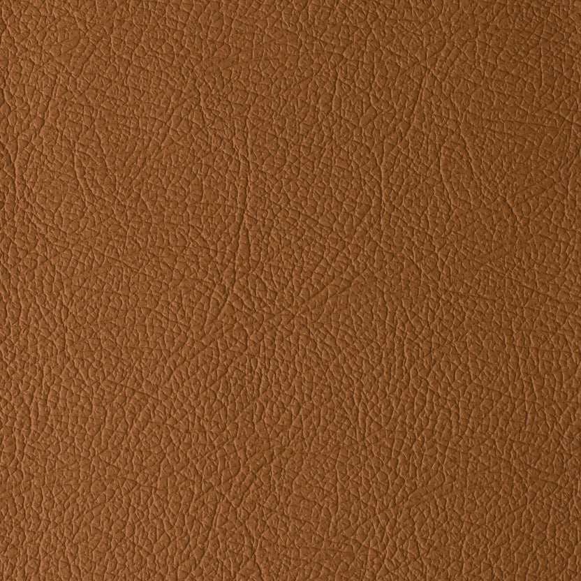 Camel | Daytona