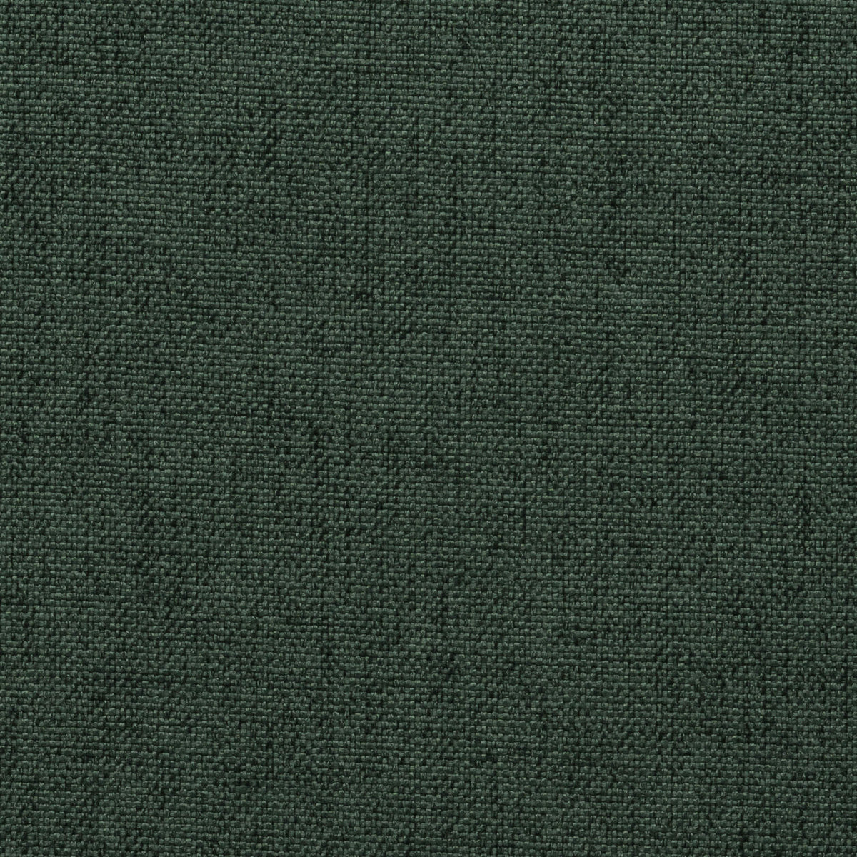 Forest 17 | Kenya