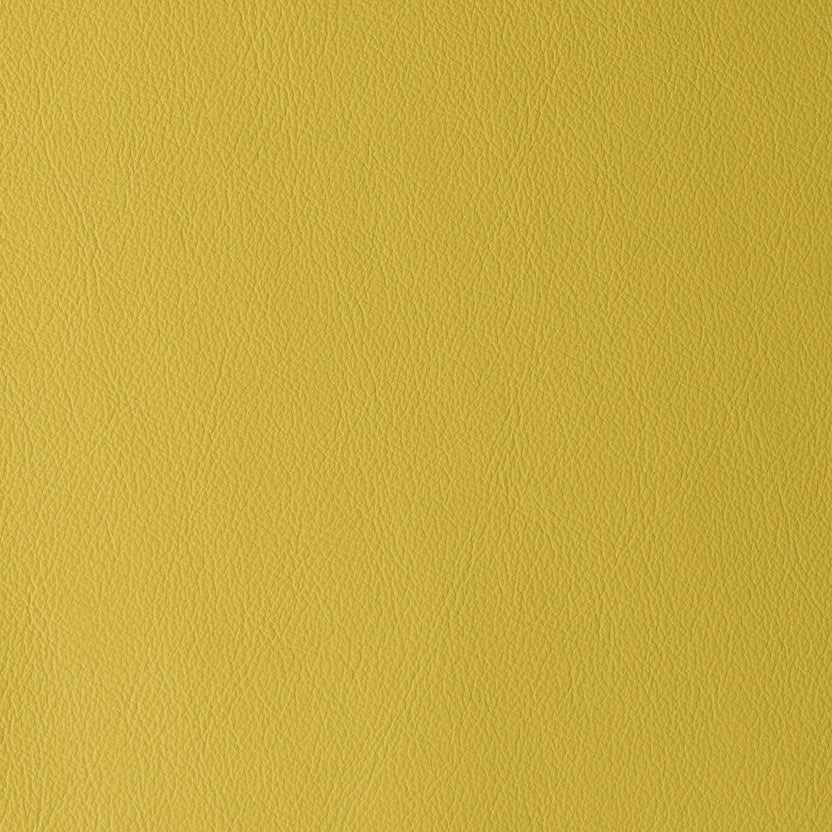 Canary | Laguna