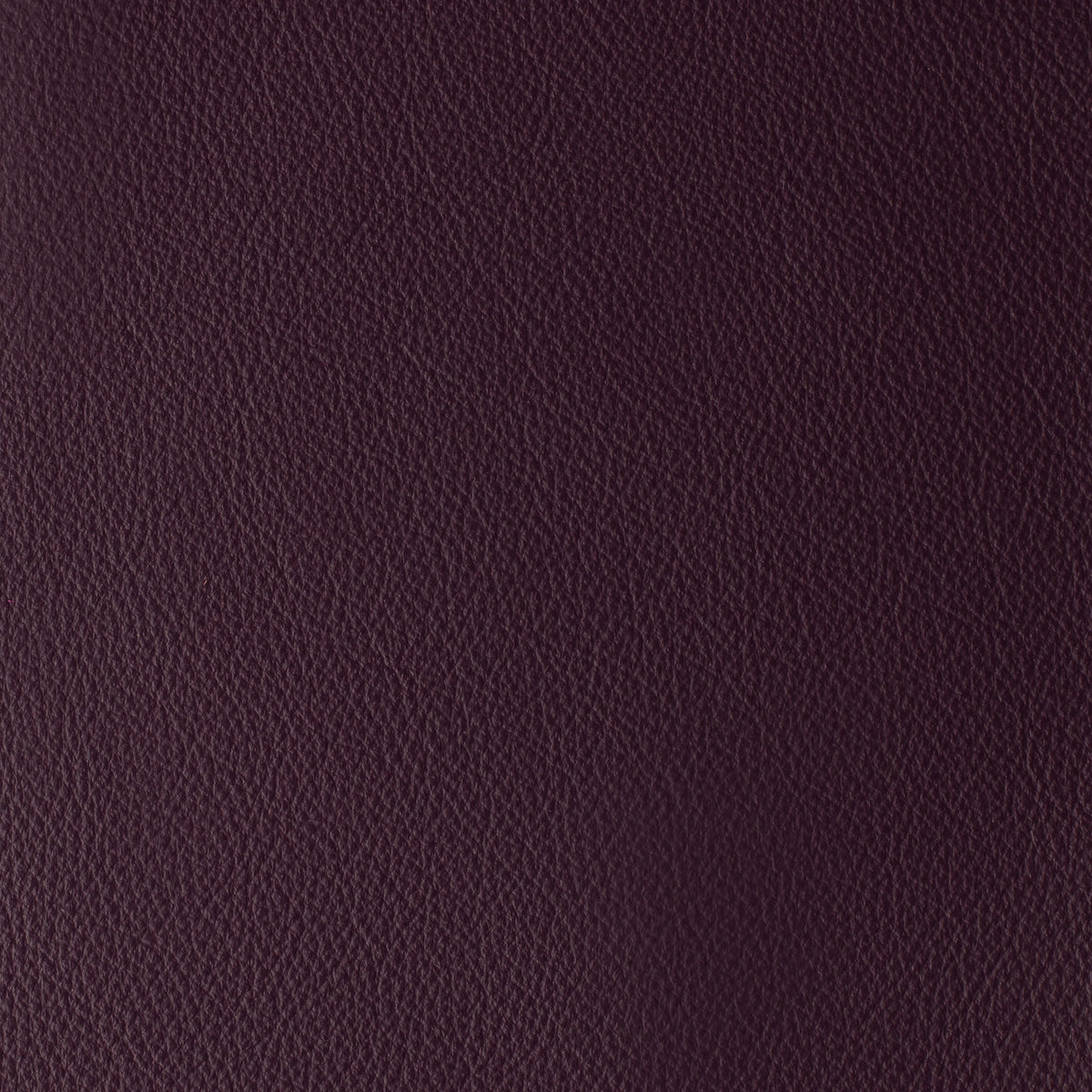 Violet | Laguna