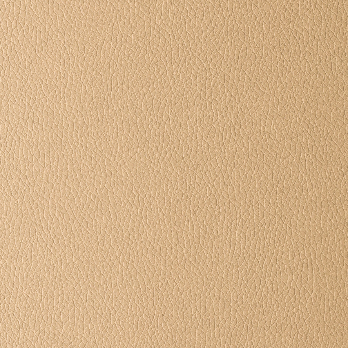 Camel | Omega