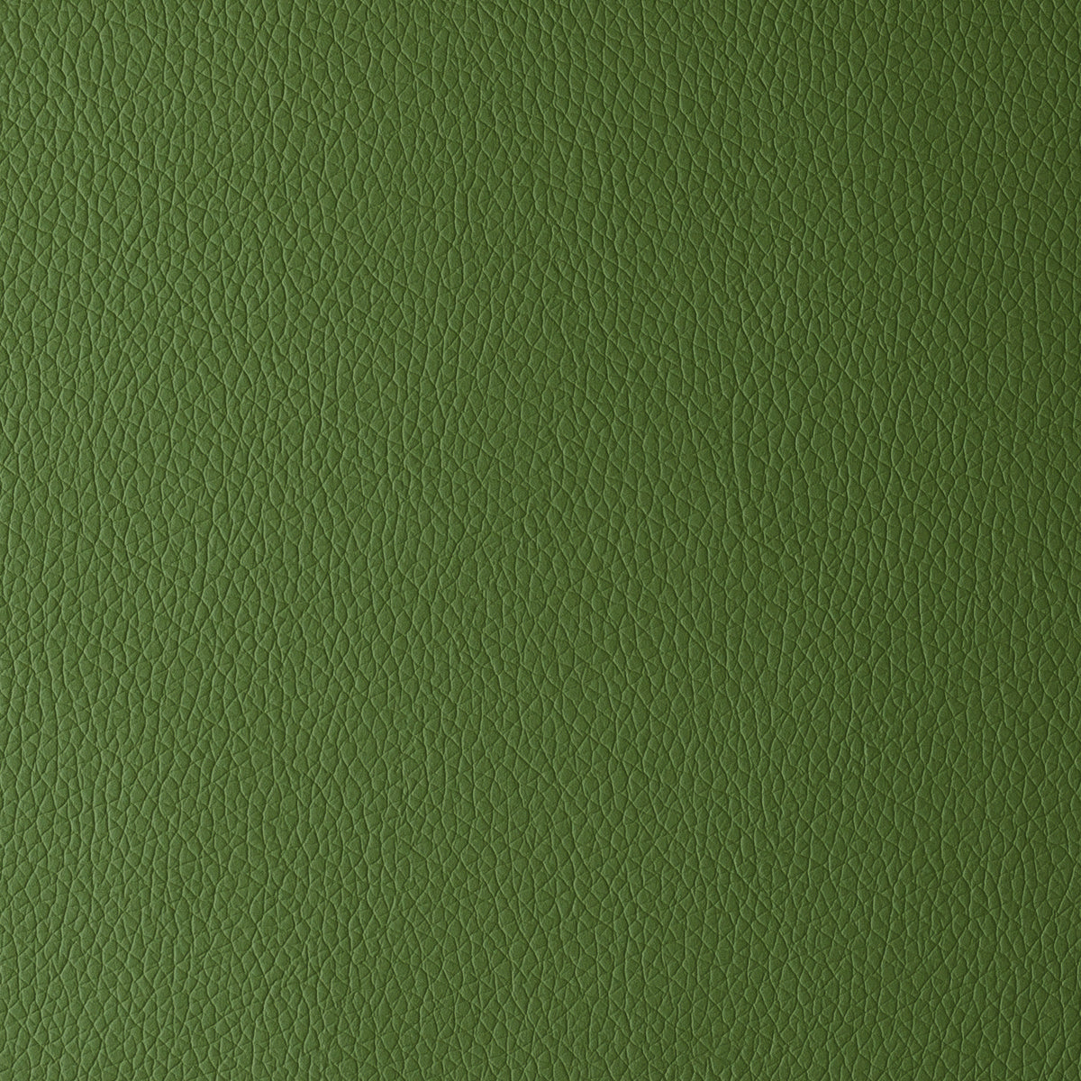 Forest | Omega