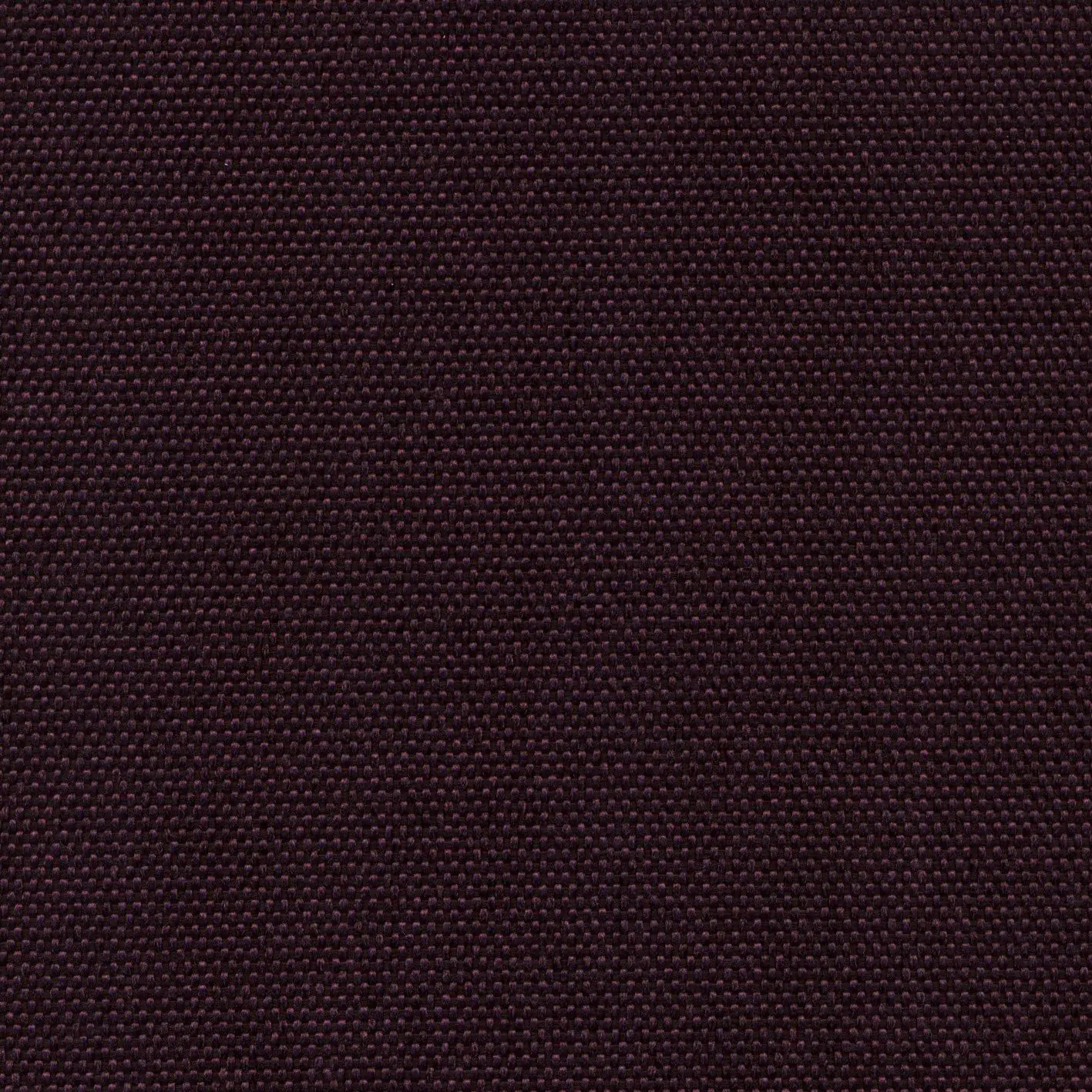 Eggplant 706 | Petrus