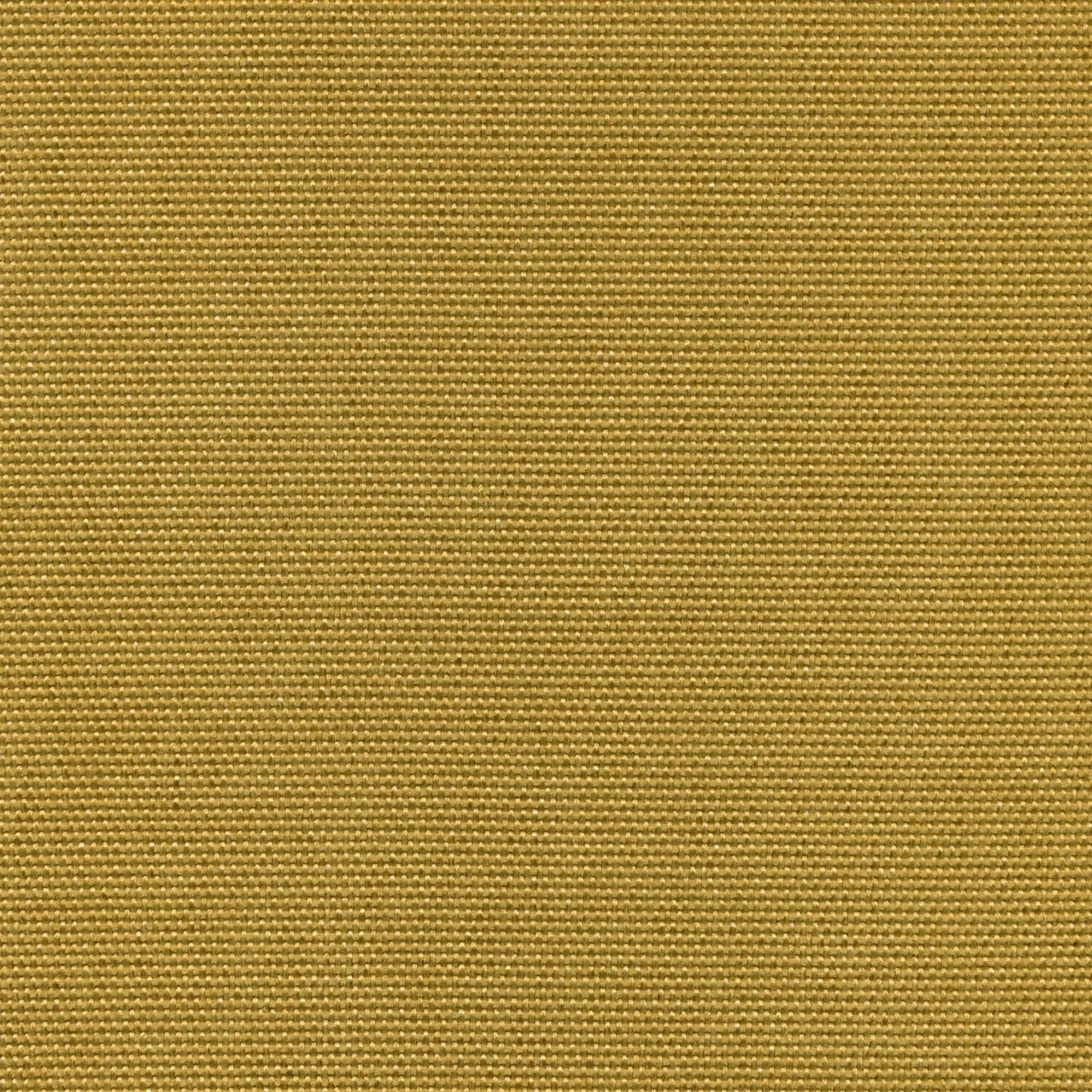 Olive 902 | Sarah