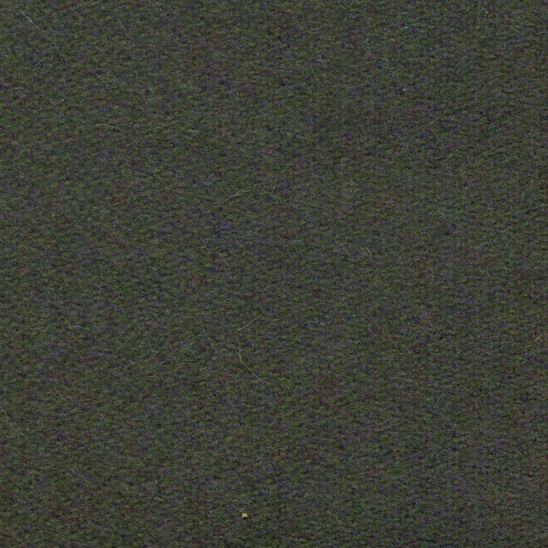Plant 540 | Savoy FR