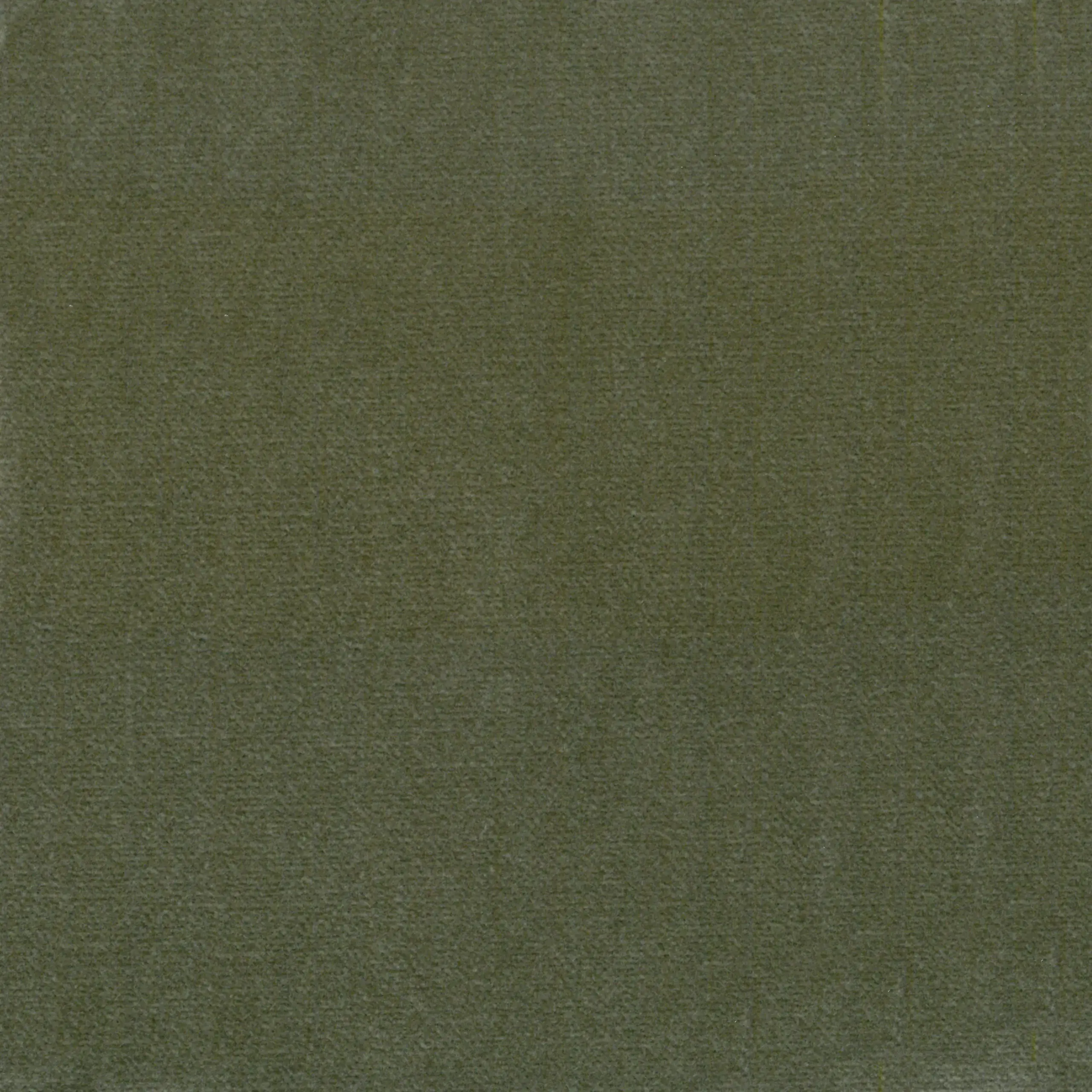 Oliwka 05 | Oregano
