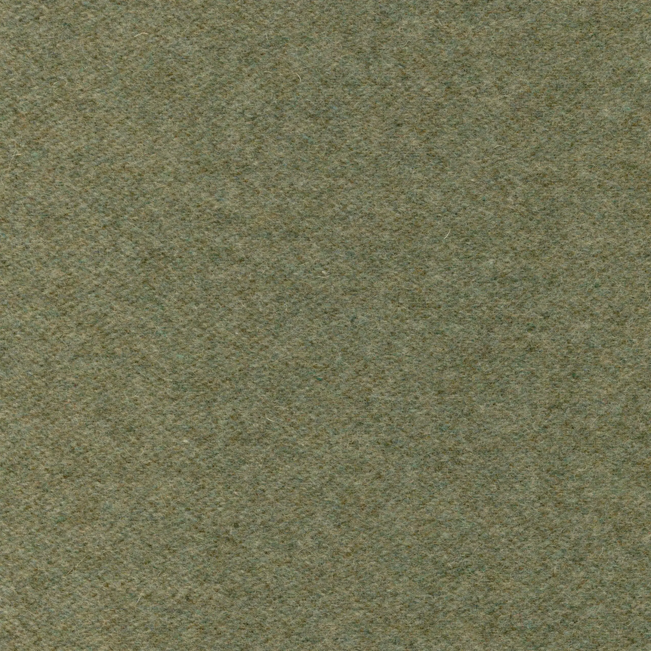 Basil 43 | Wool