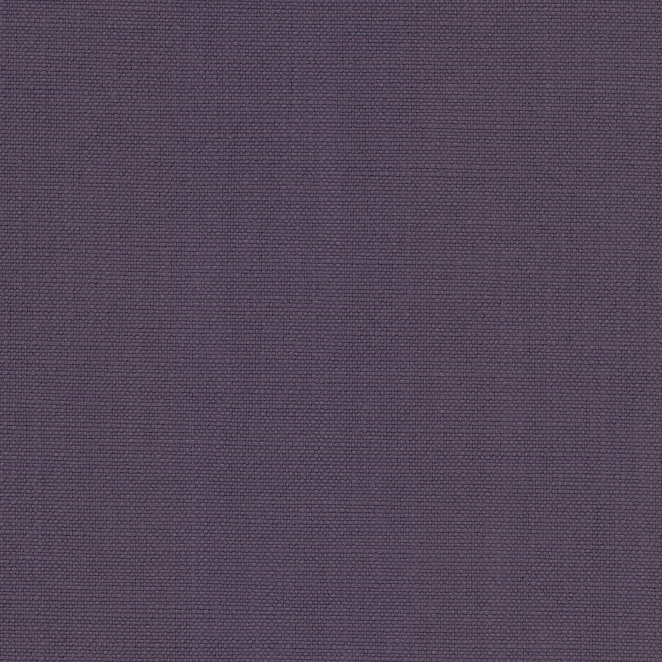 Plum 61 | Morris