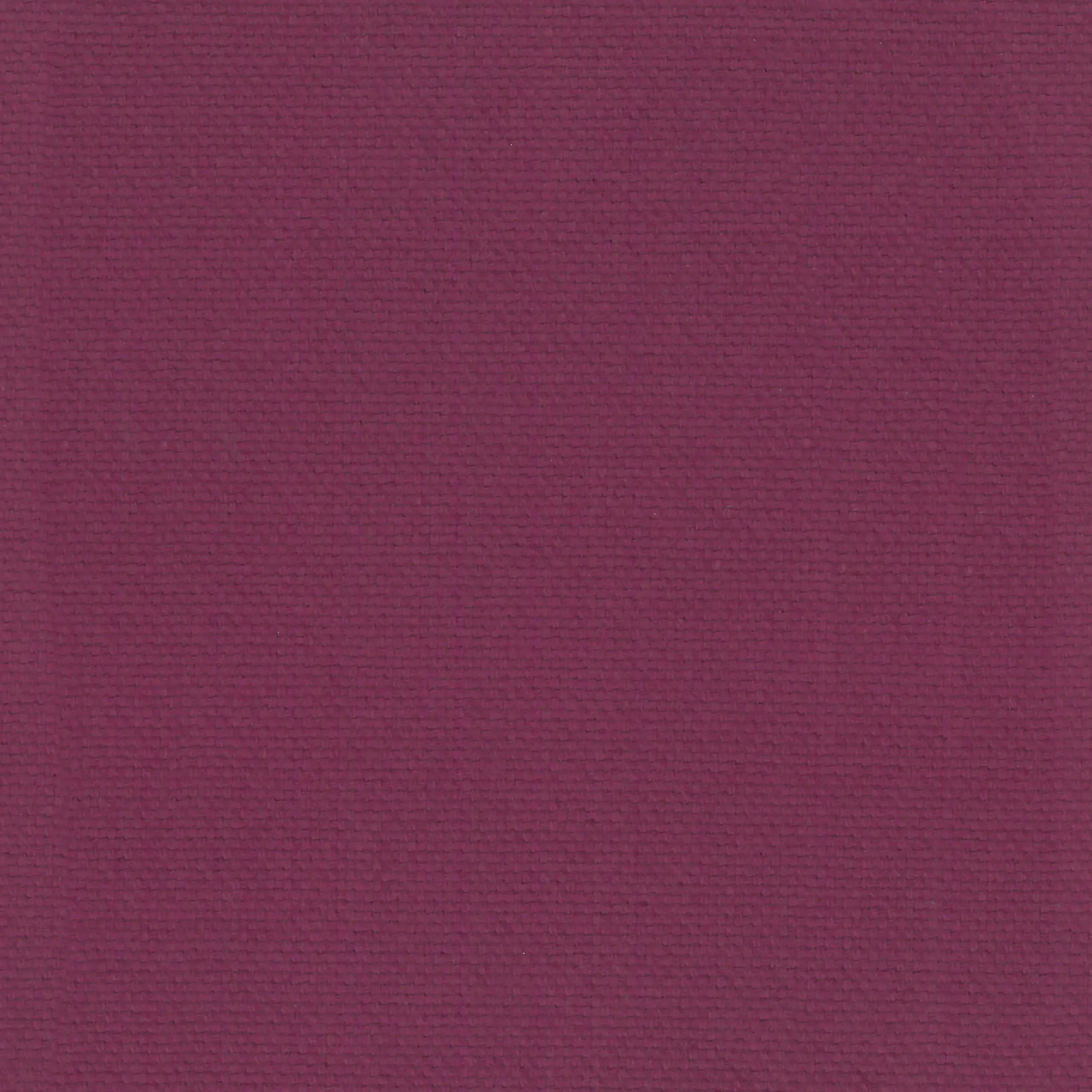 Fuchsia 42 | Ringo