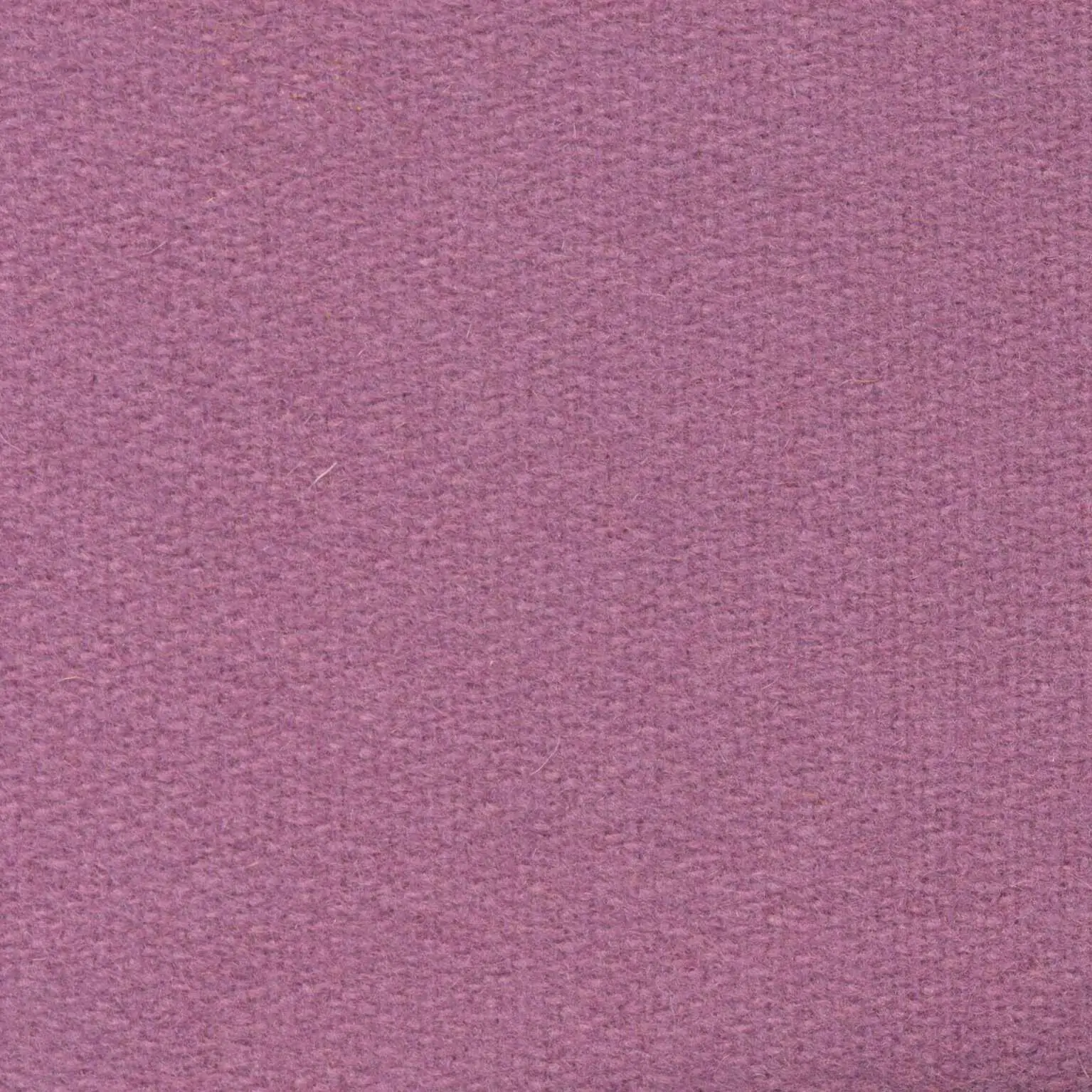 Primrose H489 | Savoy FR