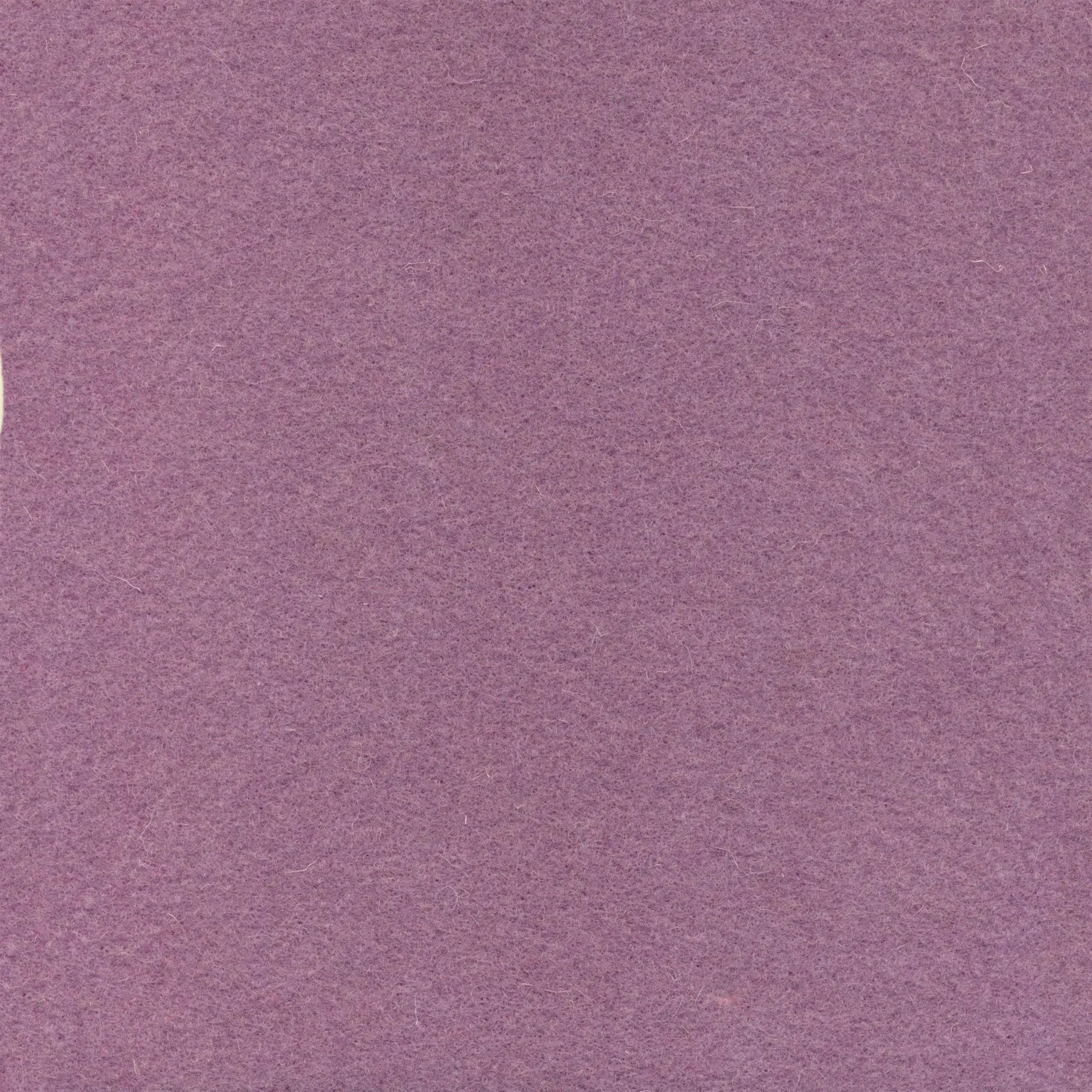 Orchid 919 | Walt