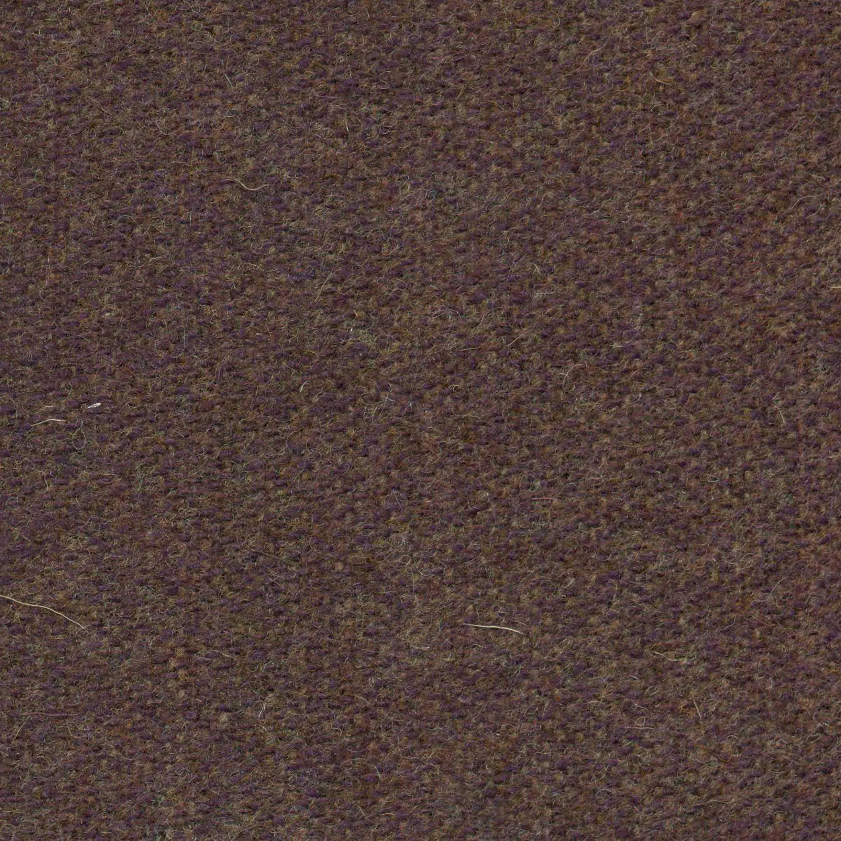 Grape 494 | Savoy FR