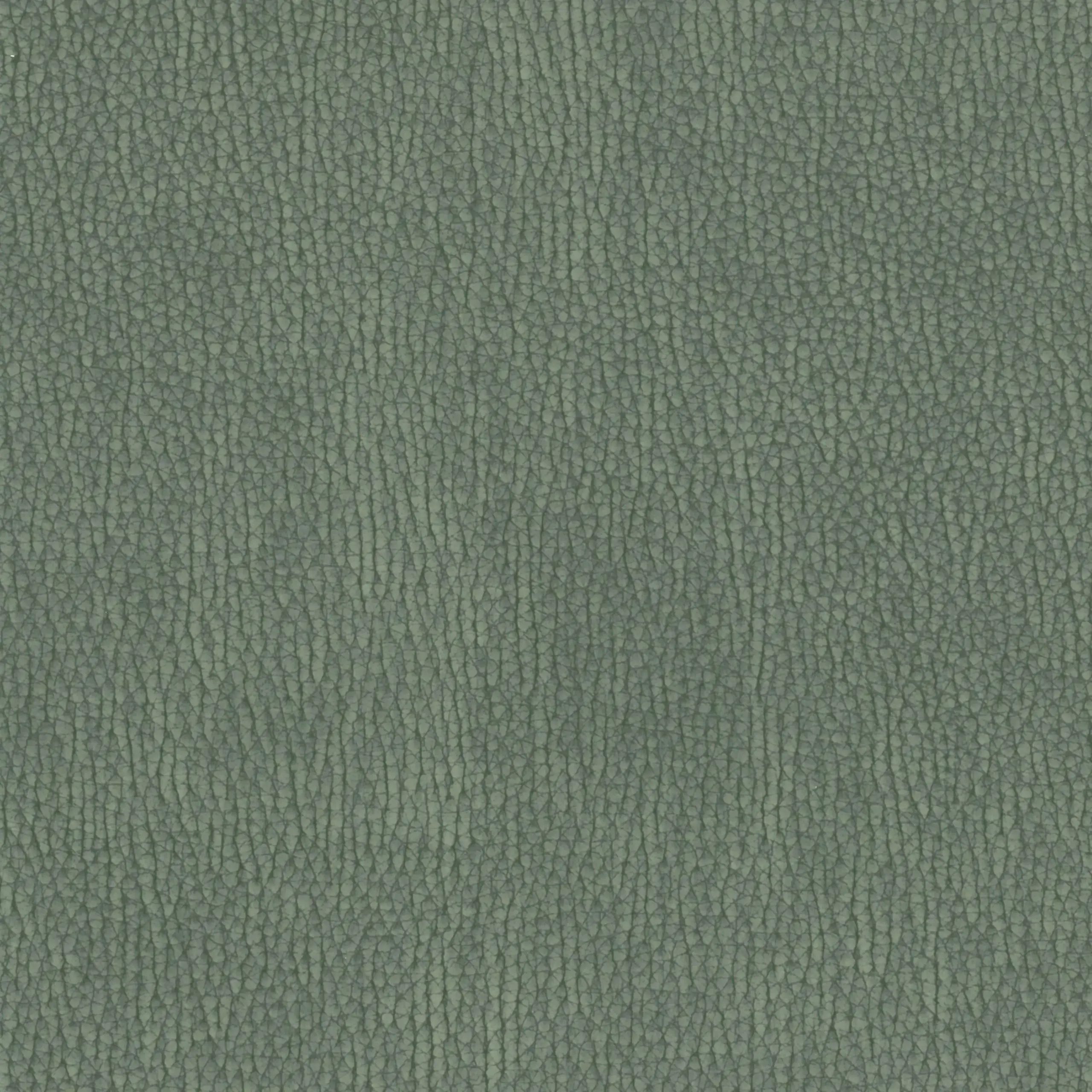 Palm 045 | Nestor
