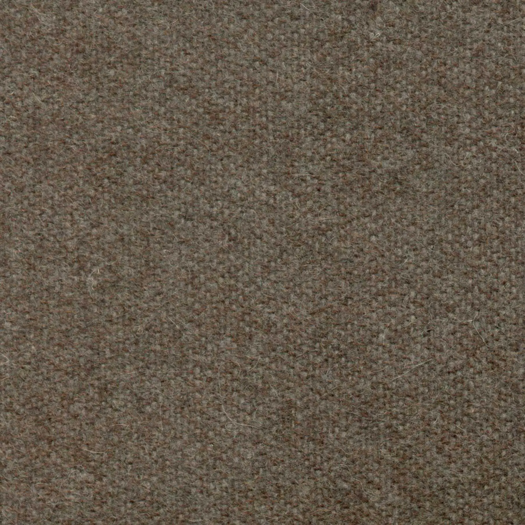 Cacao 489 | Savoy FR