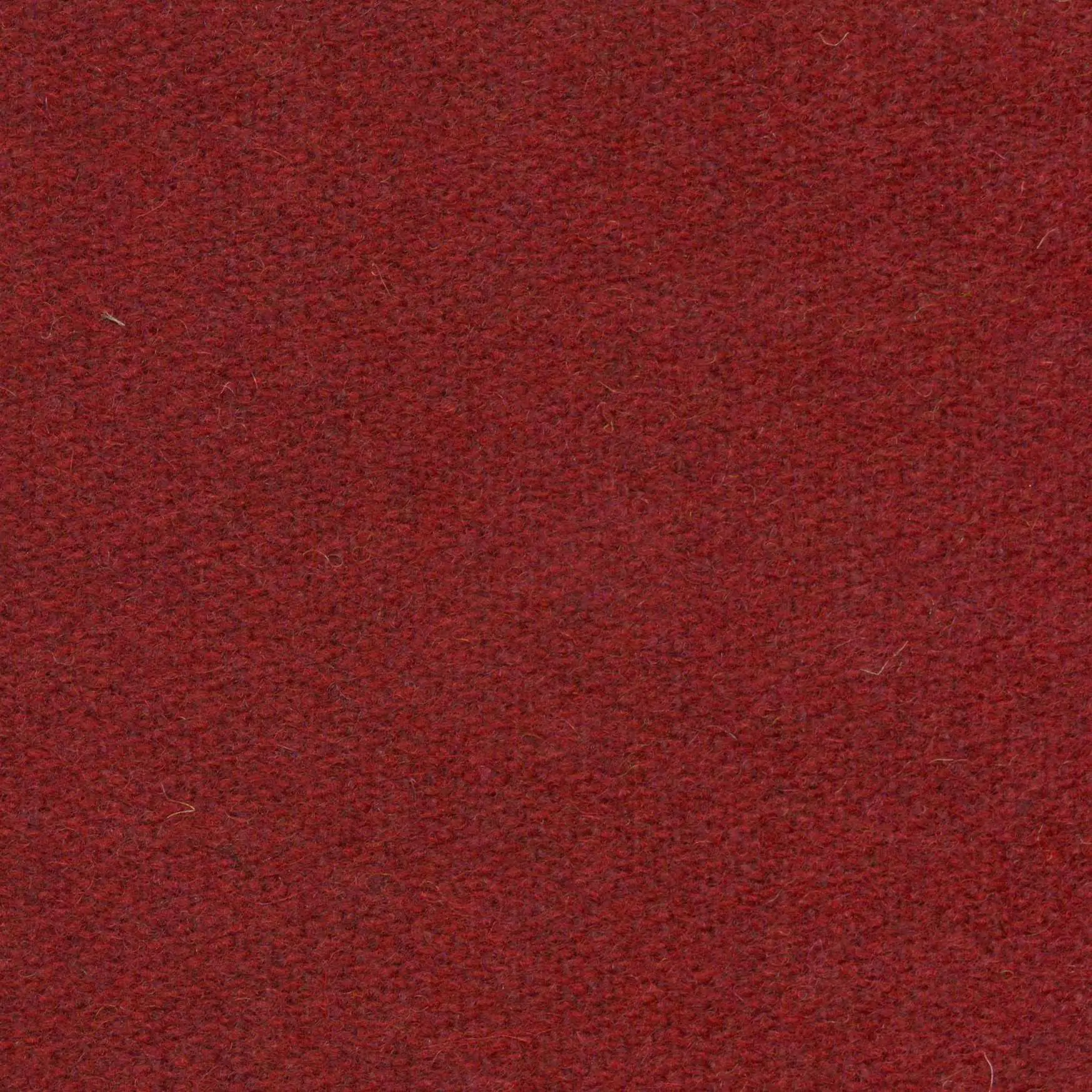 Rasberry 502 | Savoy FR