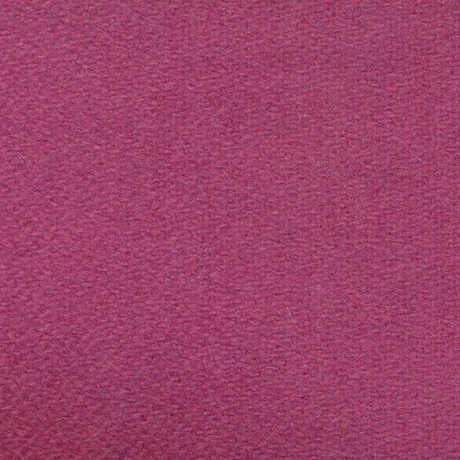 Fuchsia 500 | Savoy FR