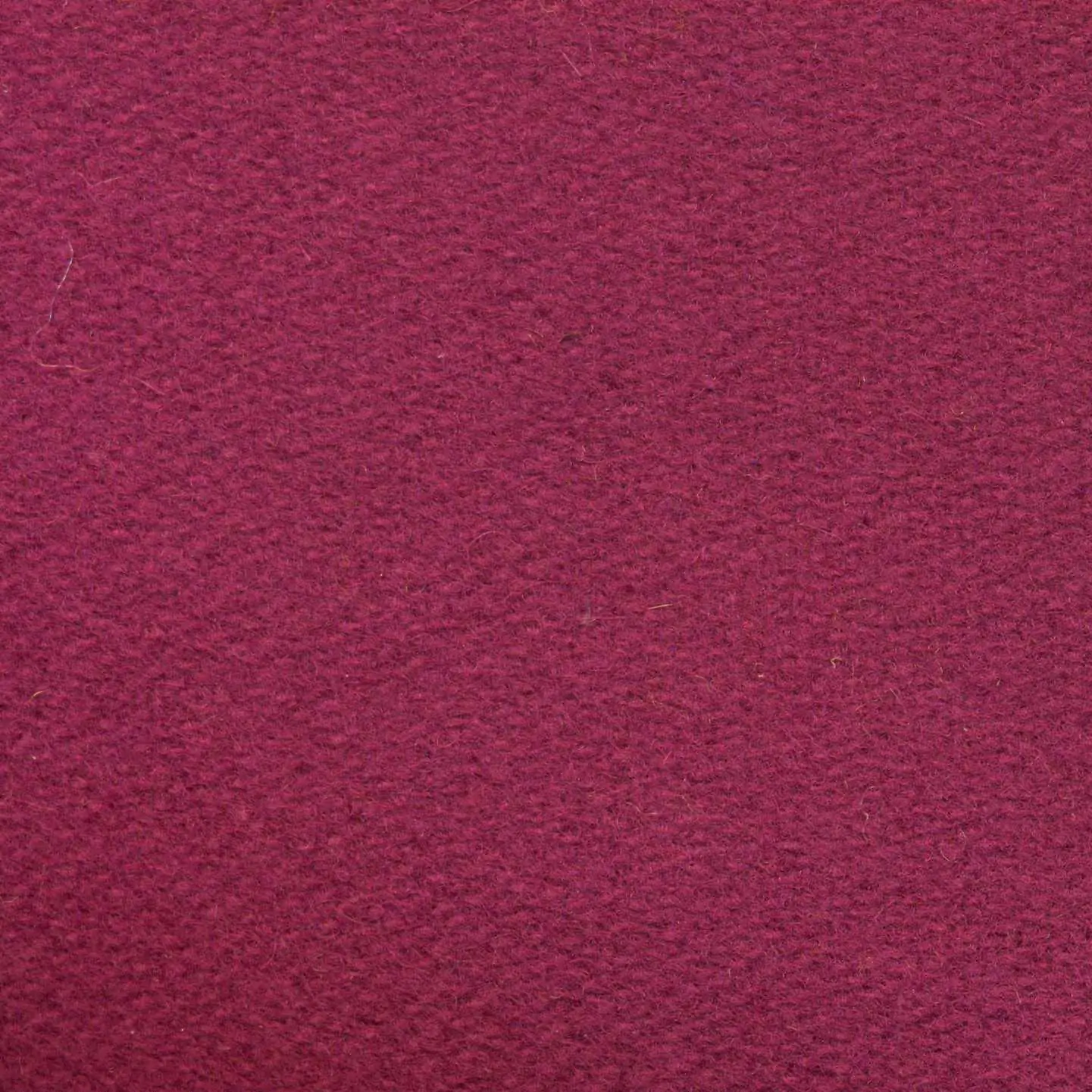 Crocus H487 | Savoy FR