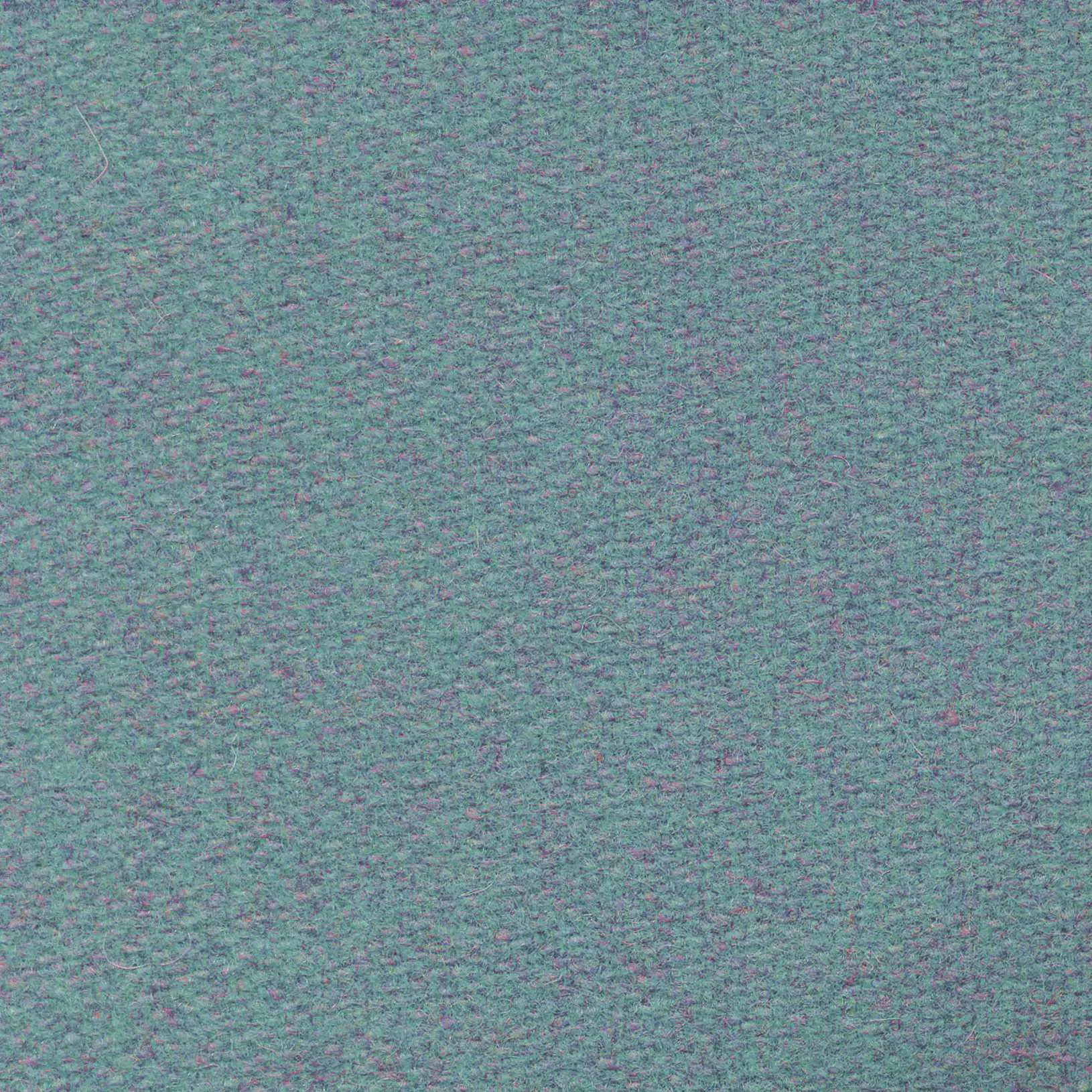 Forget Me Not 550 | Savoy FR