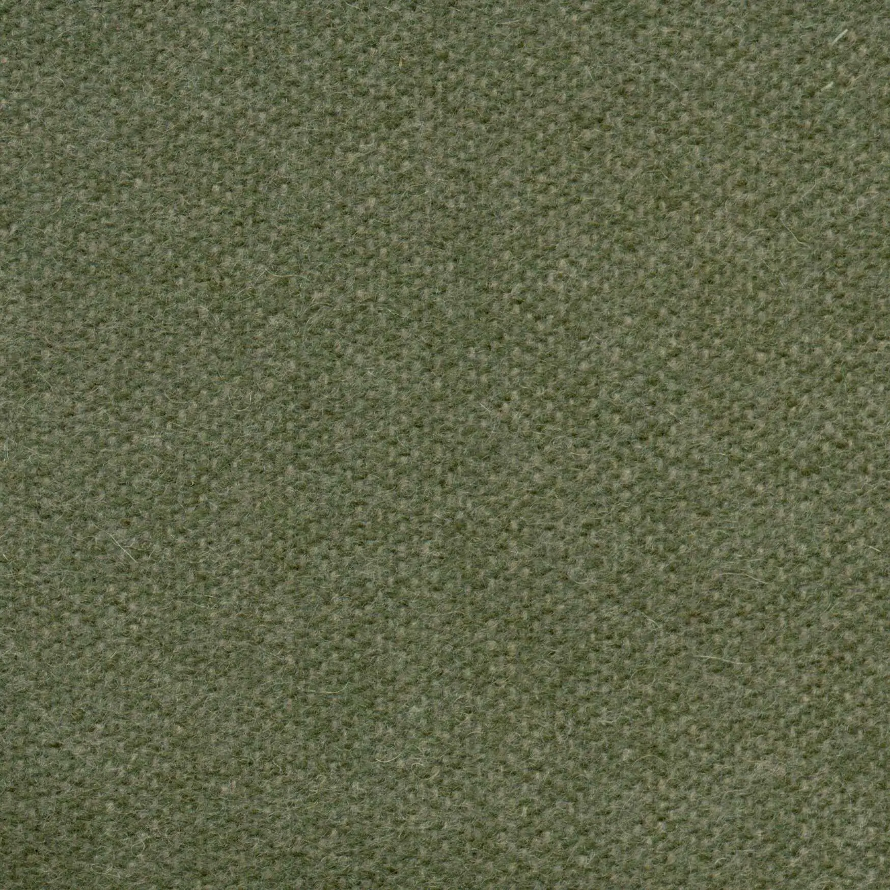 Basil 491 | Savoy FR