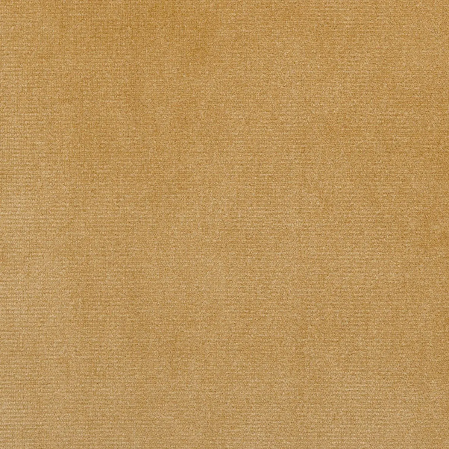 Corn 02 | Plato