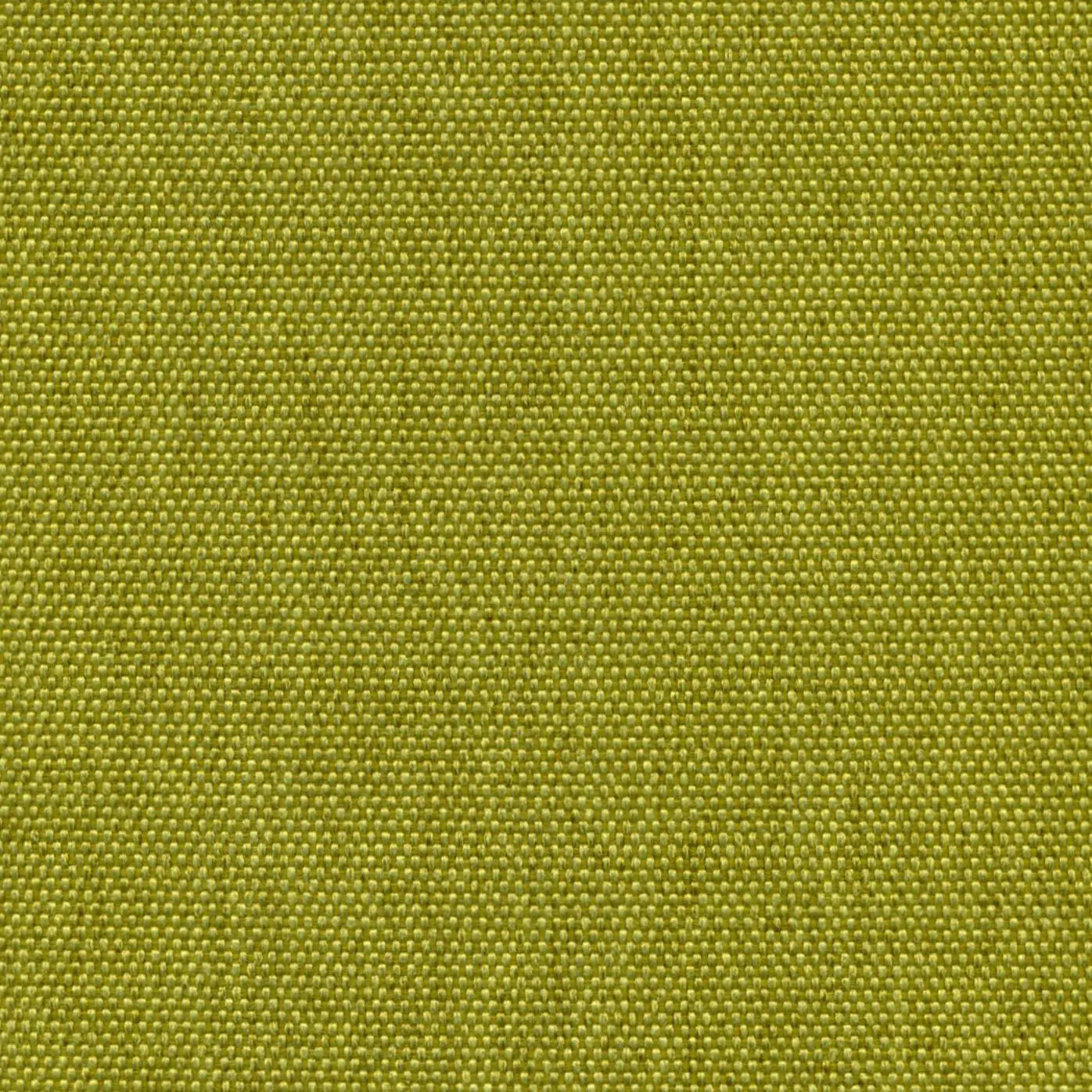 Kiwi 501 | Petrus