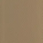 Fossil 38 | Salome